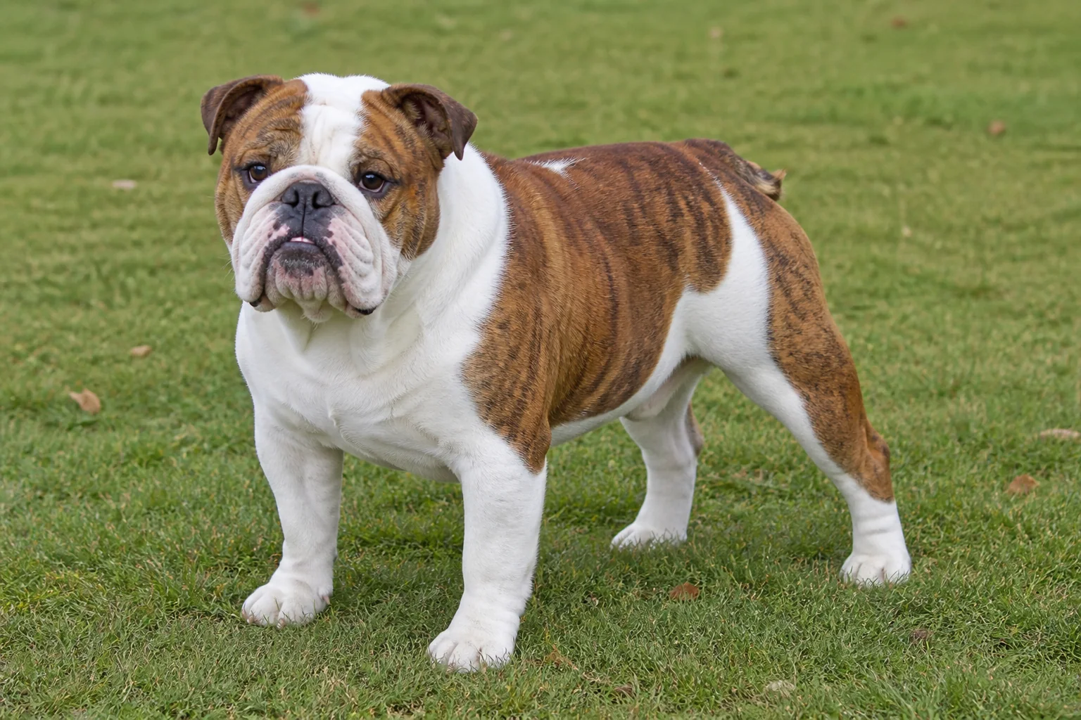 Английский бульдог, полный рост, ракурс три четверти