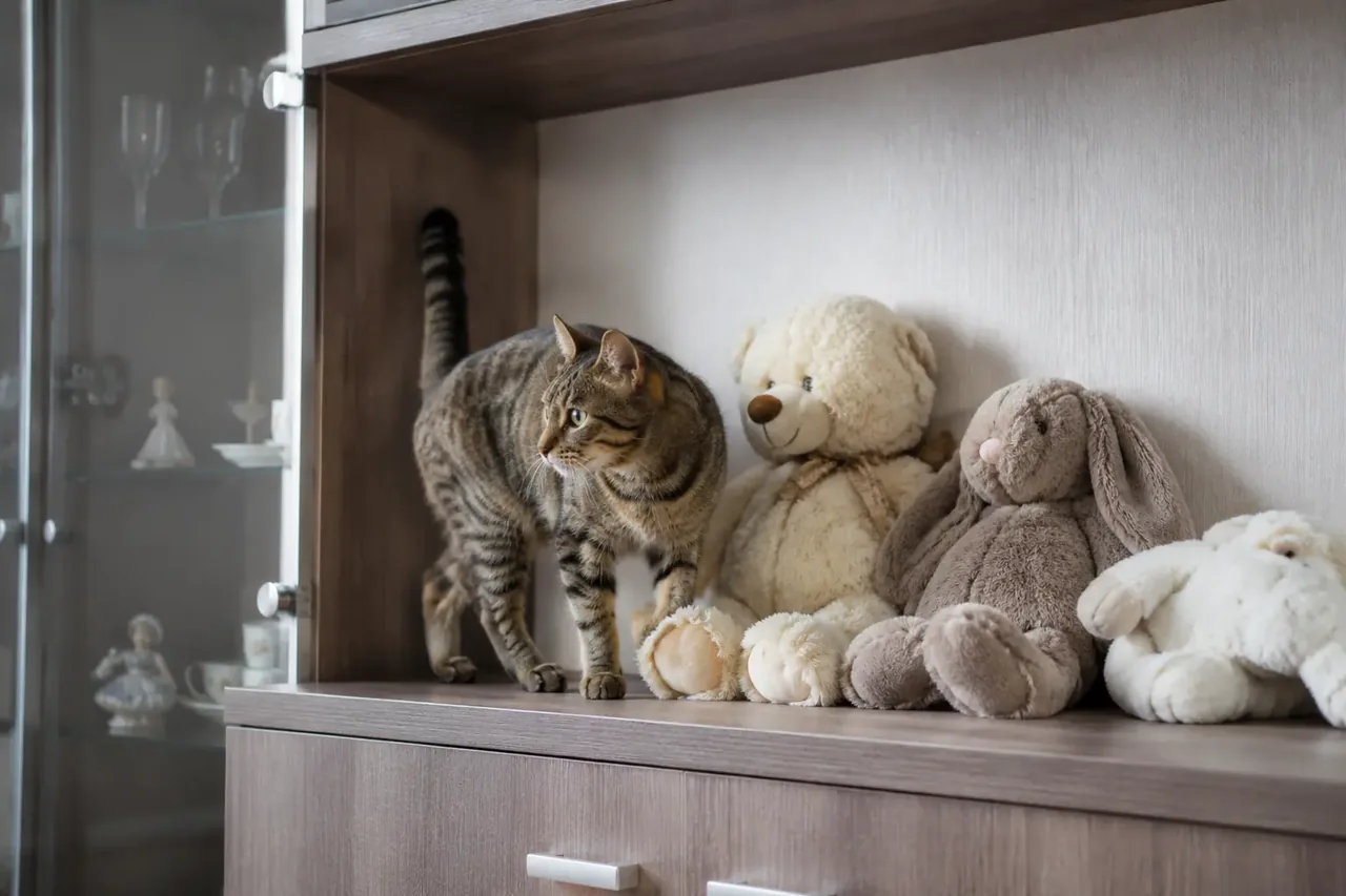 Кошка исследует свободную устойчивую полку с безопасными игрушками, хрупкие предметы убраны в закрытый шкаф.