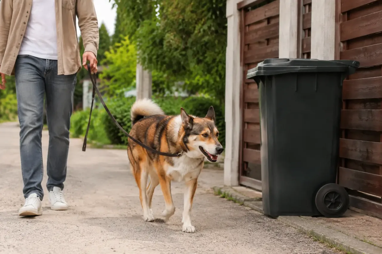 Взрослая собака проходит мимо закрытого мусорного контейнера рядом с владельцем; спокойная безопасная бытовая сцена без принуждения.