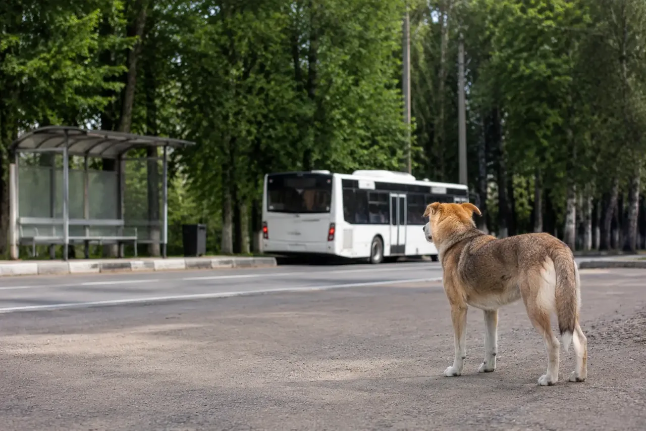 Взрослая собака наблюдает за автобусом с большой дистанции на тихой остановке; спокойная безопасная бытовая сцена без принуждения.