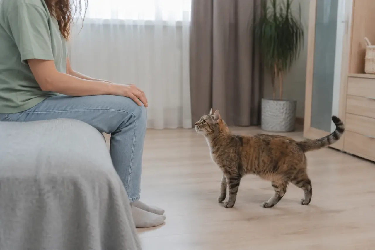 Кошка спокойно подходит к сидящему человеку, который держит руки на коленях и не пытается её поднять.