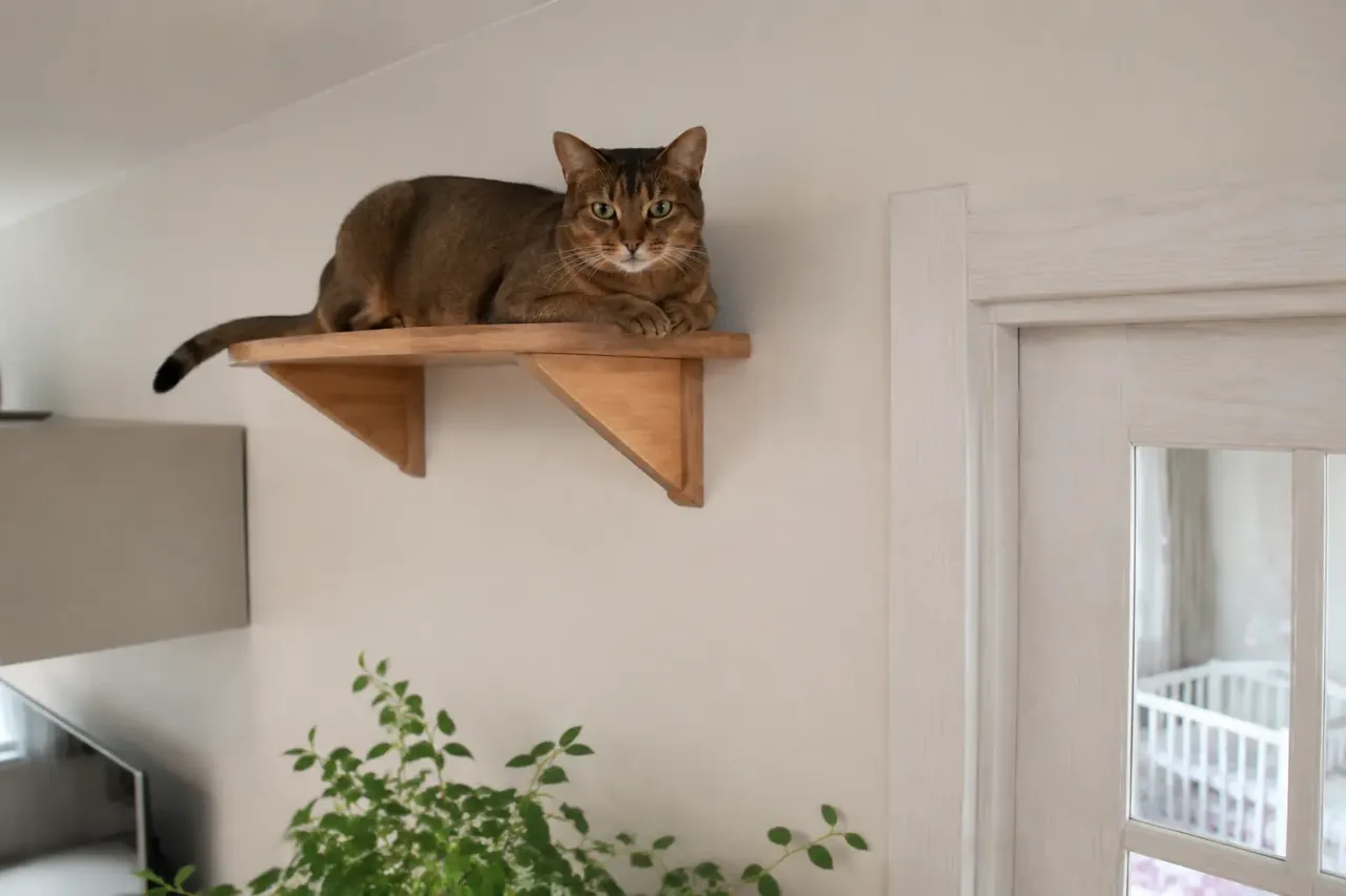 Кошка отдыхает на высокой отдельной полке за пределами детской комнаты, дверь в комнату закрыта.