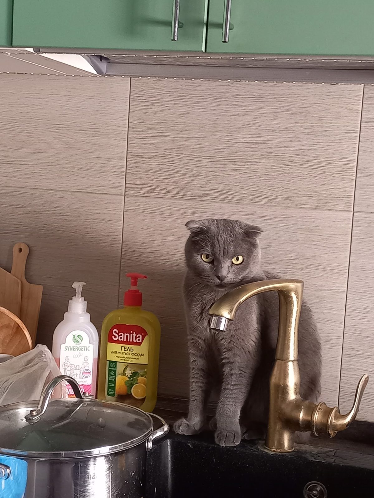 Пропала кошка в Ухте — фото объявления