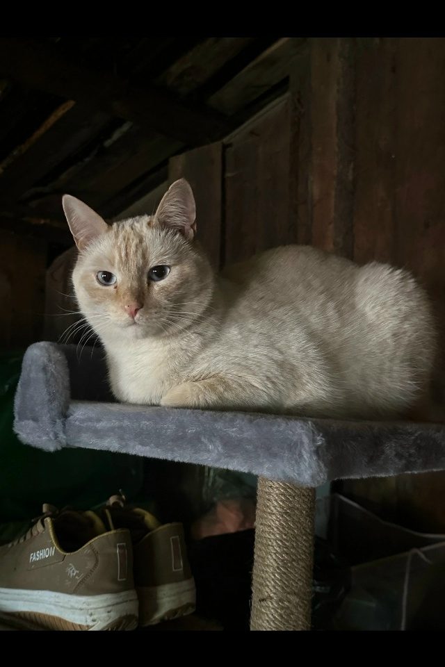 Пропала кошка в Перми — фото объявления