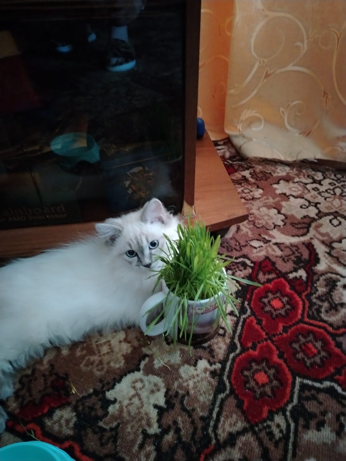 Пропала кошка в Десногорске — Ищю котика