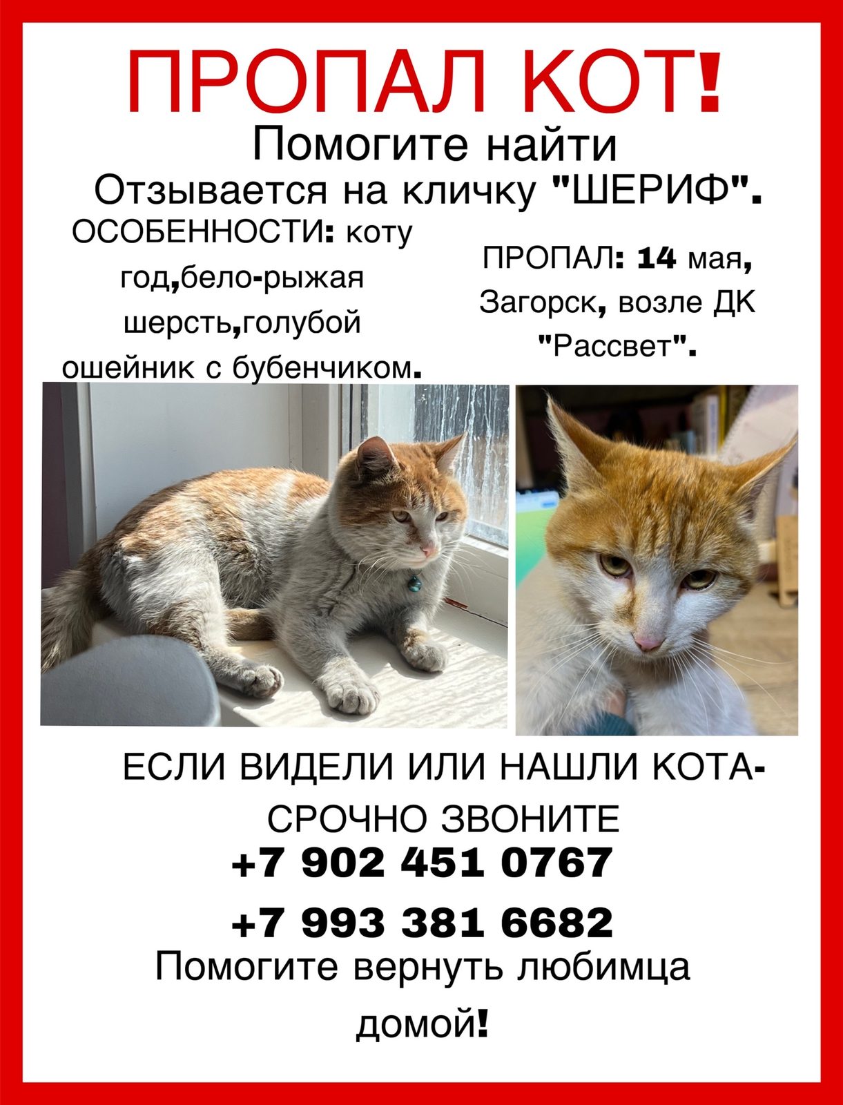 Пропавшая кошка в Улан-Удэ Пропала кошка в Улан-Удэ — фото объявления