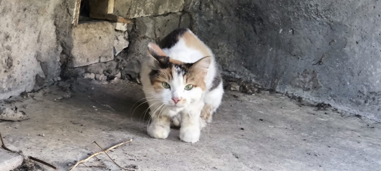 Найдена кошка в Коврове — фото объявления