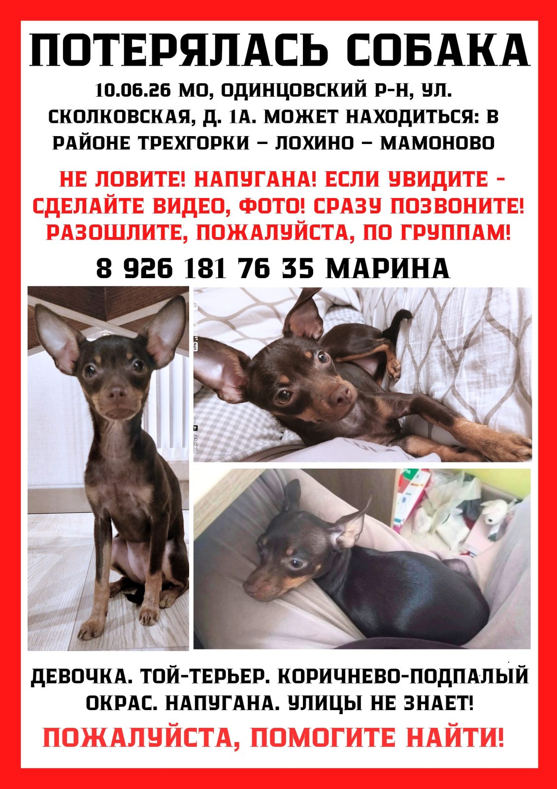 Пропала собака в Одинцове — !! Потерялась собака той-терьер, девочка, коричневая - Одинцовский район