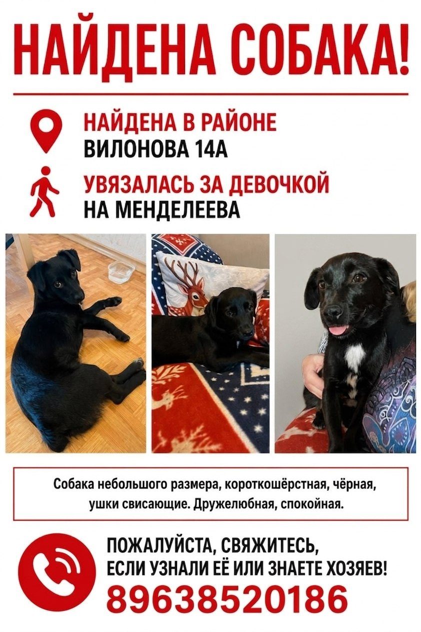 Найдена собака в Екатеринбурге — фото объявления