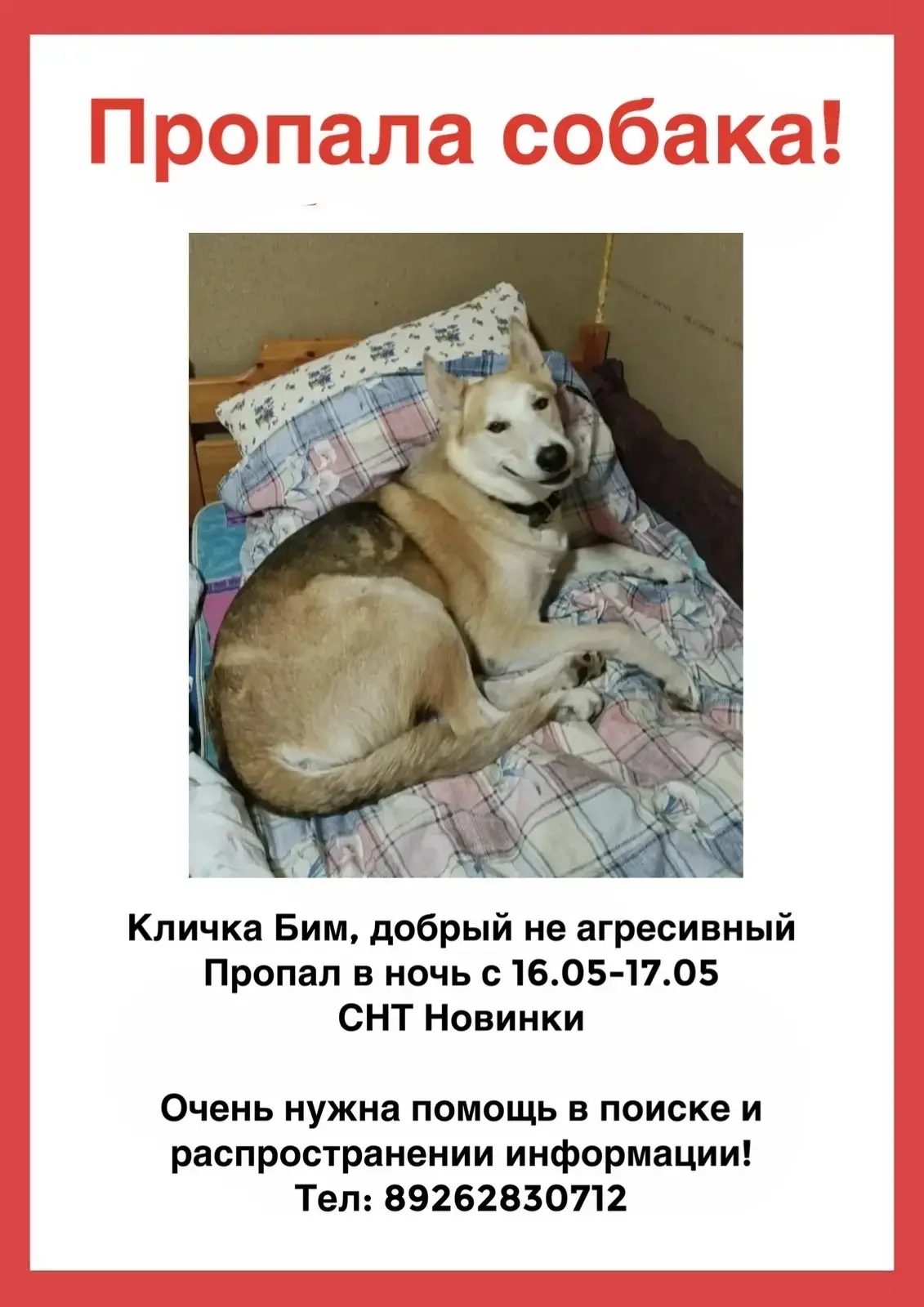 Пропала собака в Солнечногорске — Прошу помощи