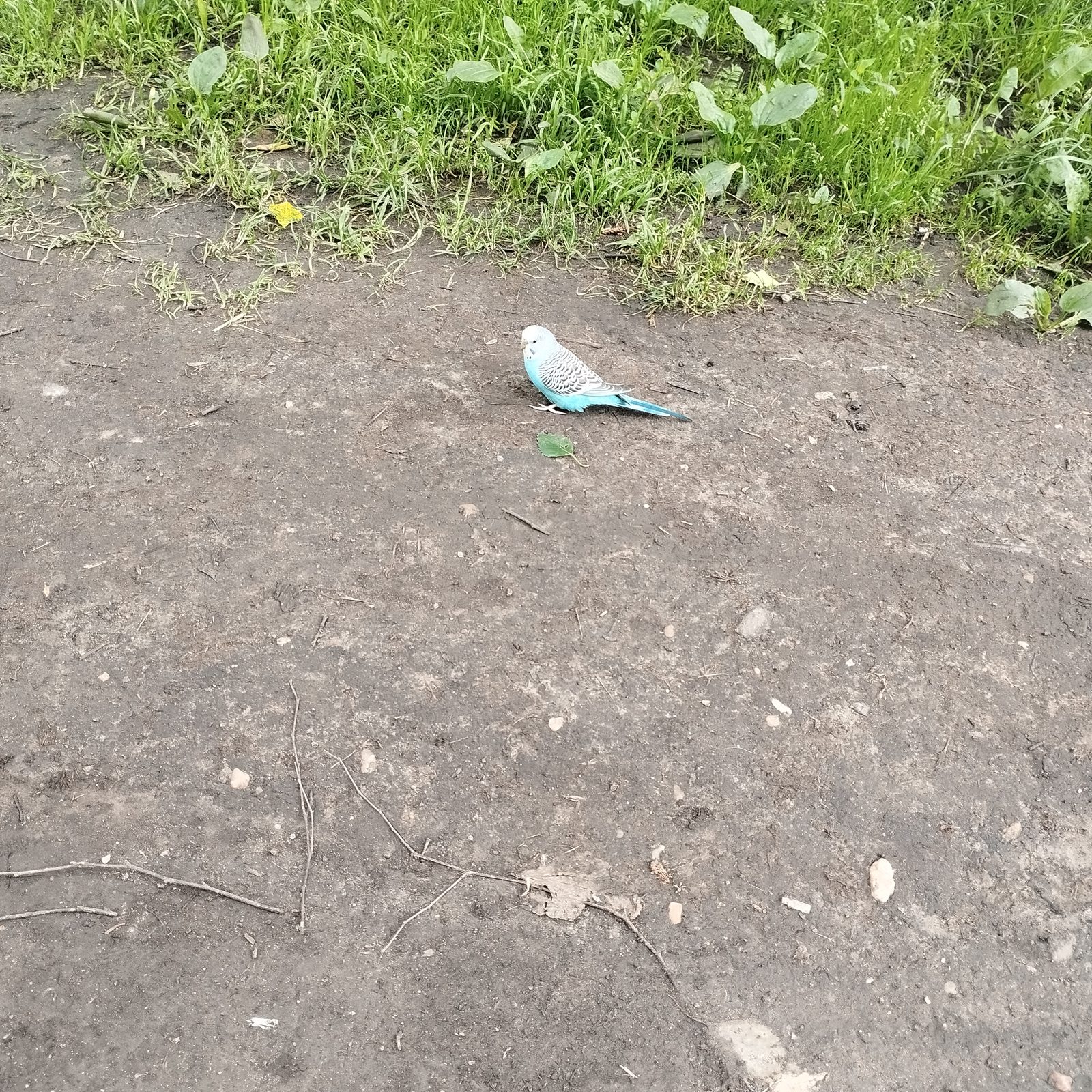 Объявление о питомце в Екатеринбурге — Кто потерял волнистого попугая Уралмаш