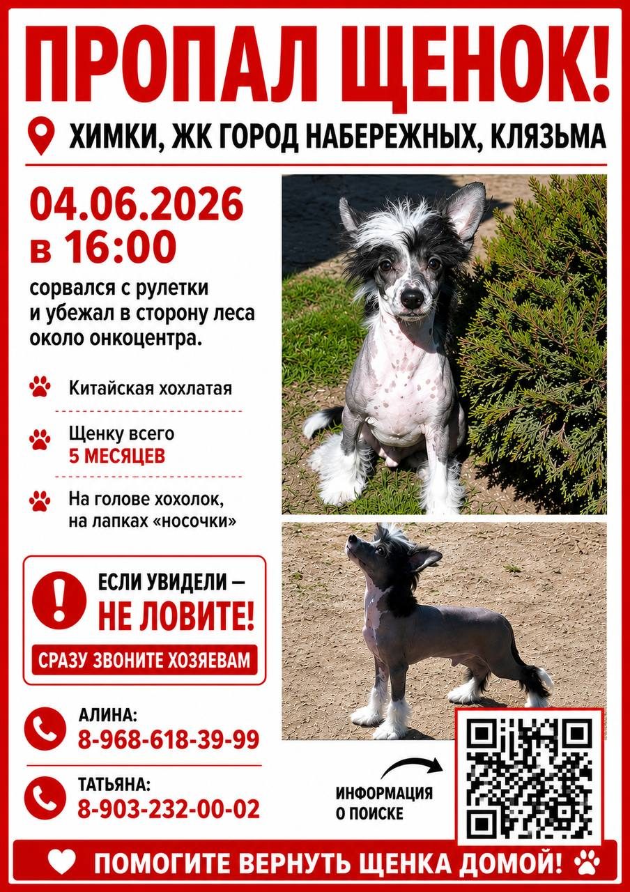 Пропала собака в Химках — фото объявления