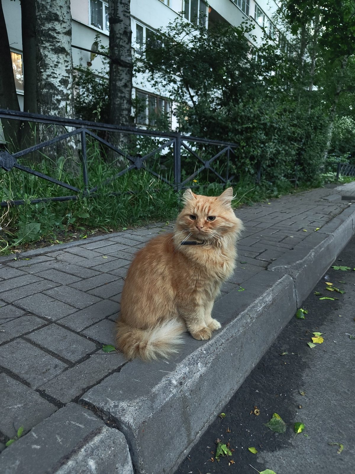 Найдена кошка в Санкт-Петербурге — фото объявления