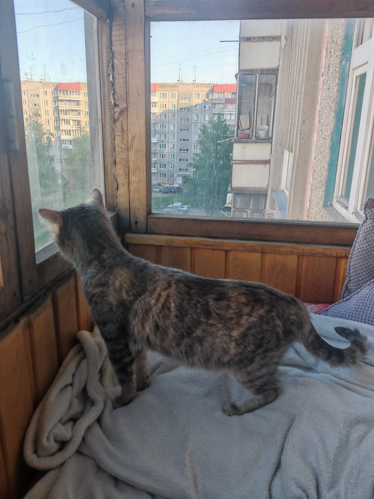 Найдена кошка в Новосибирске — фото объявления