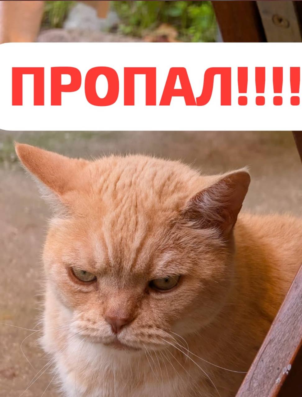 Пропала кошка в Калининграде — фото объявления