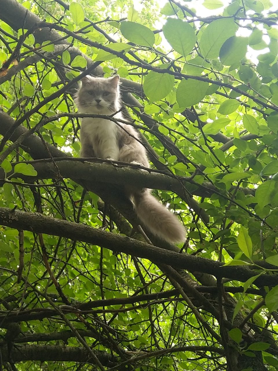 Найдена кошка в Курске — фото объявления