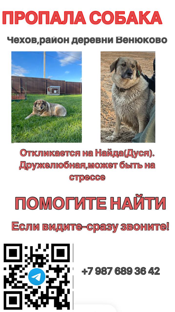 Пропала собака в Чехове — фото объявления
