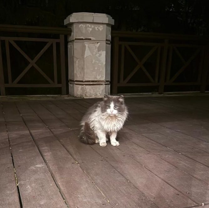 Найдена кошка в Одинцове — фото объявления