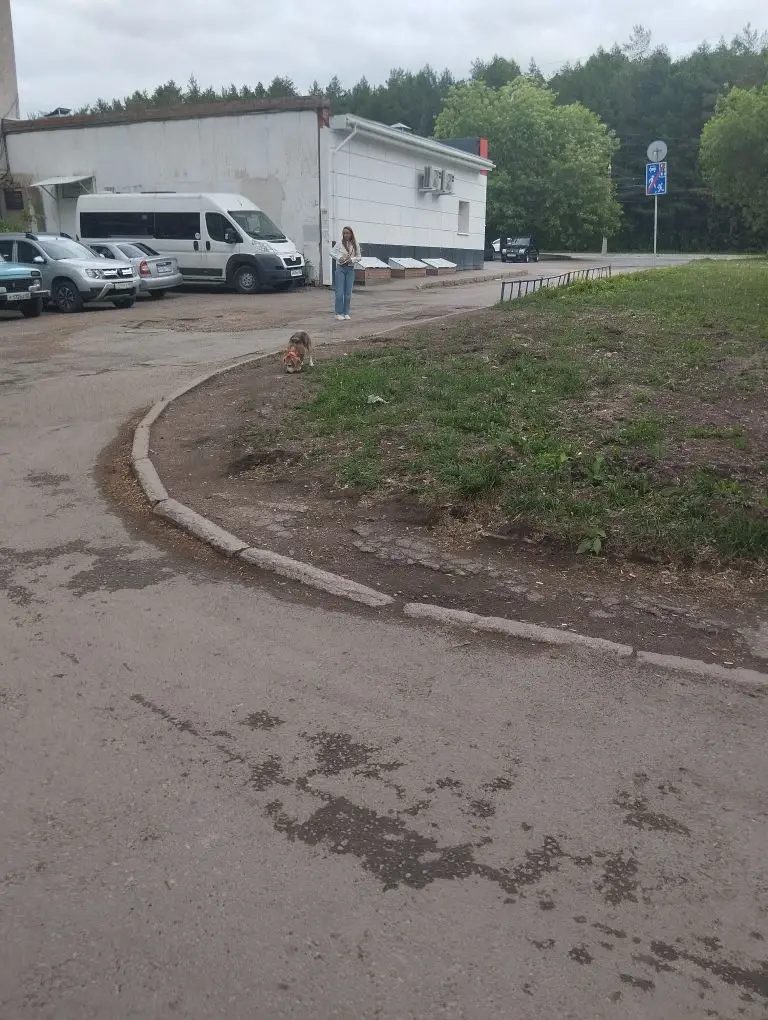 Найдена собака в Уфе — Добрый день! Нашли питомца породы бигль‼️❗️
