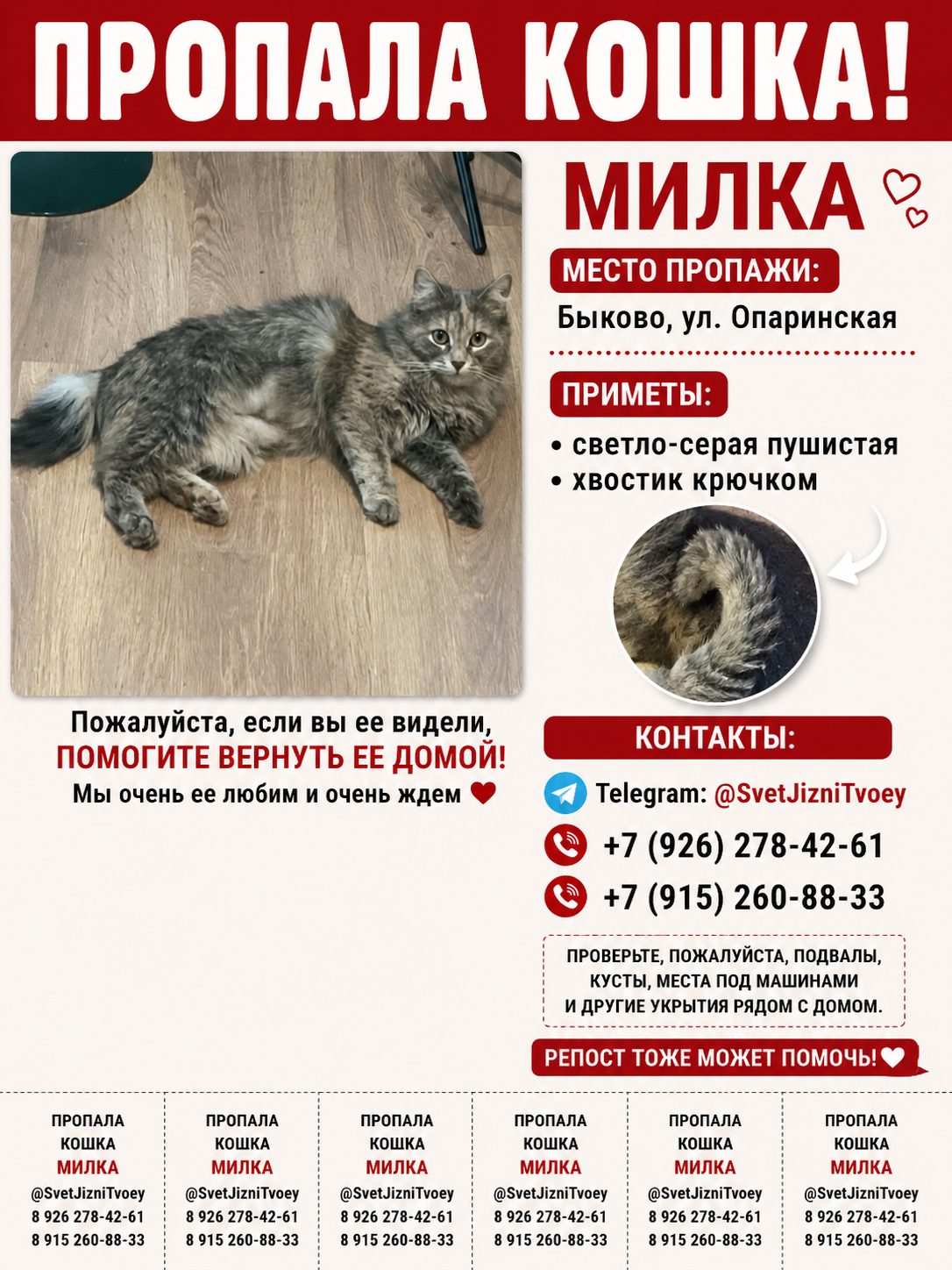 Пропала кошка в Раменском — фото объявления