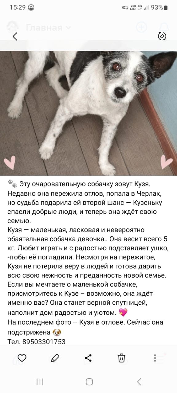Найдена собака в Калачинске — Очень хорошая девочка в добрые руки