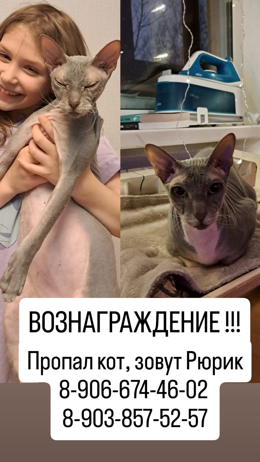 Пропала кошка в Москве — Головинский район, ул. Кронштадтский бульвар