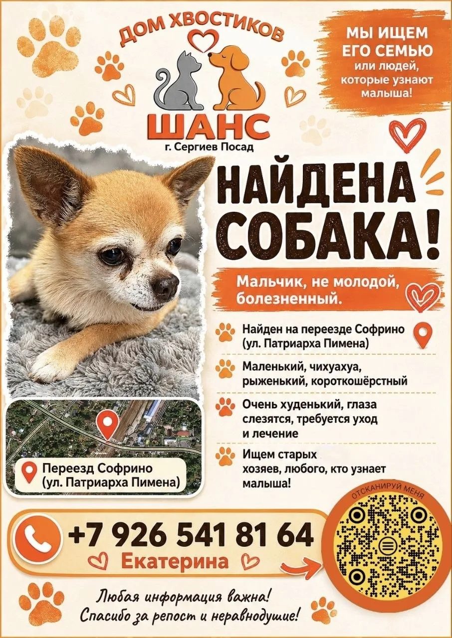 Найдена собака в Пушкине — фото объявления