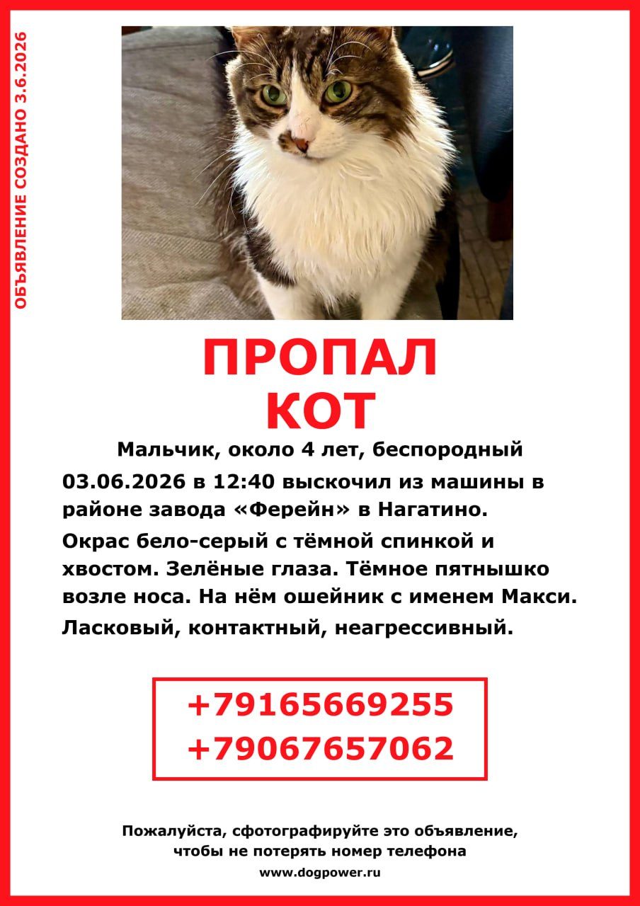 Пропала кошка в Москве — фото объявления