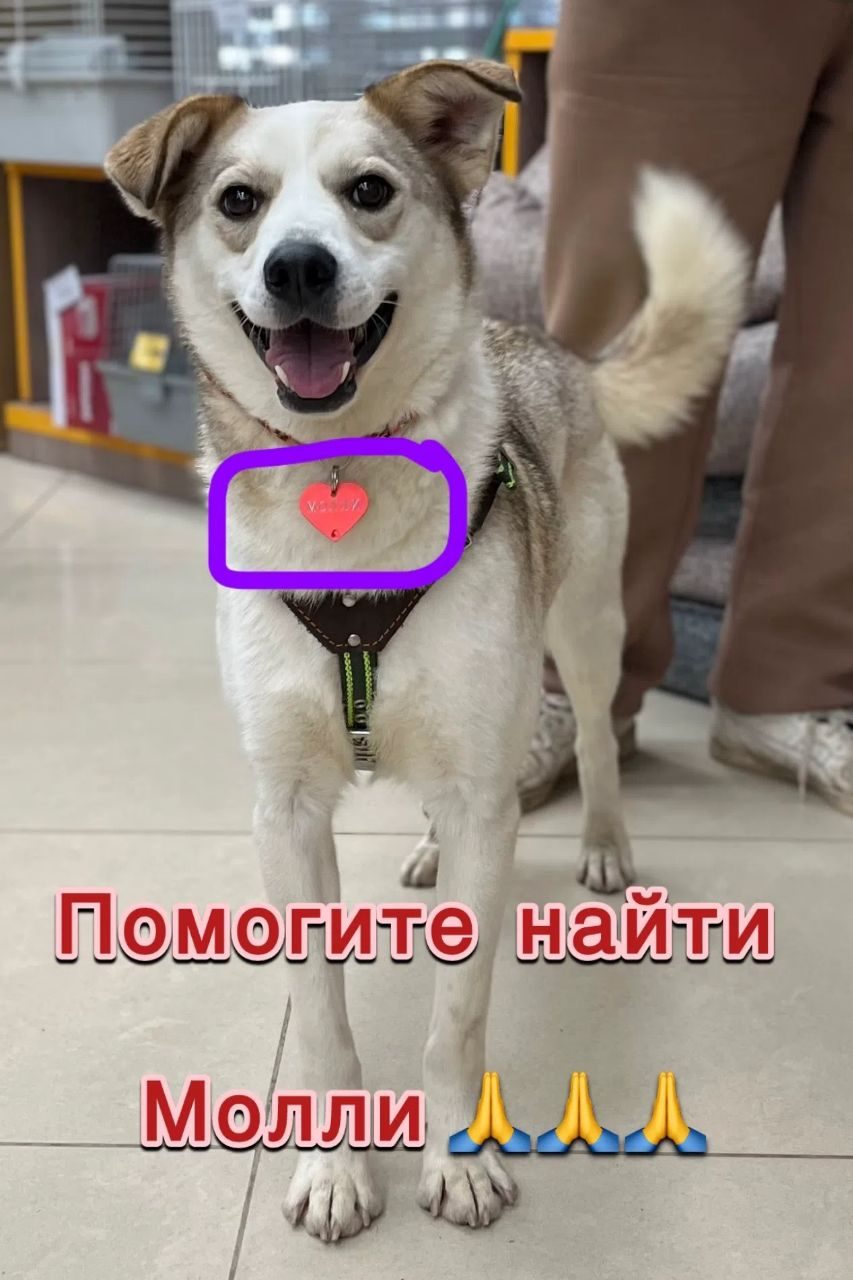 Пропала собака в Солнечногорске — фото объявления