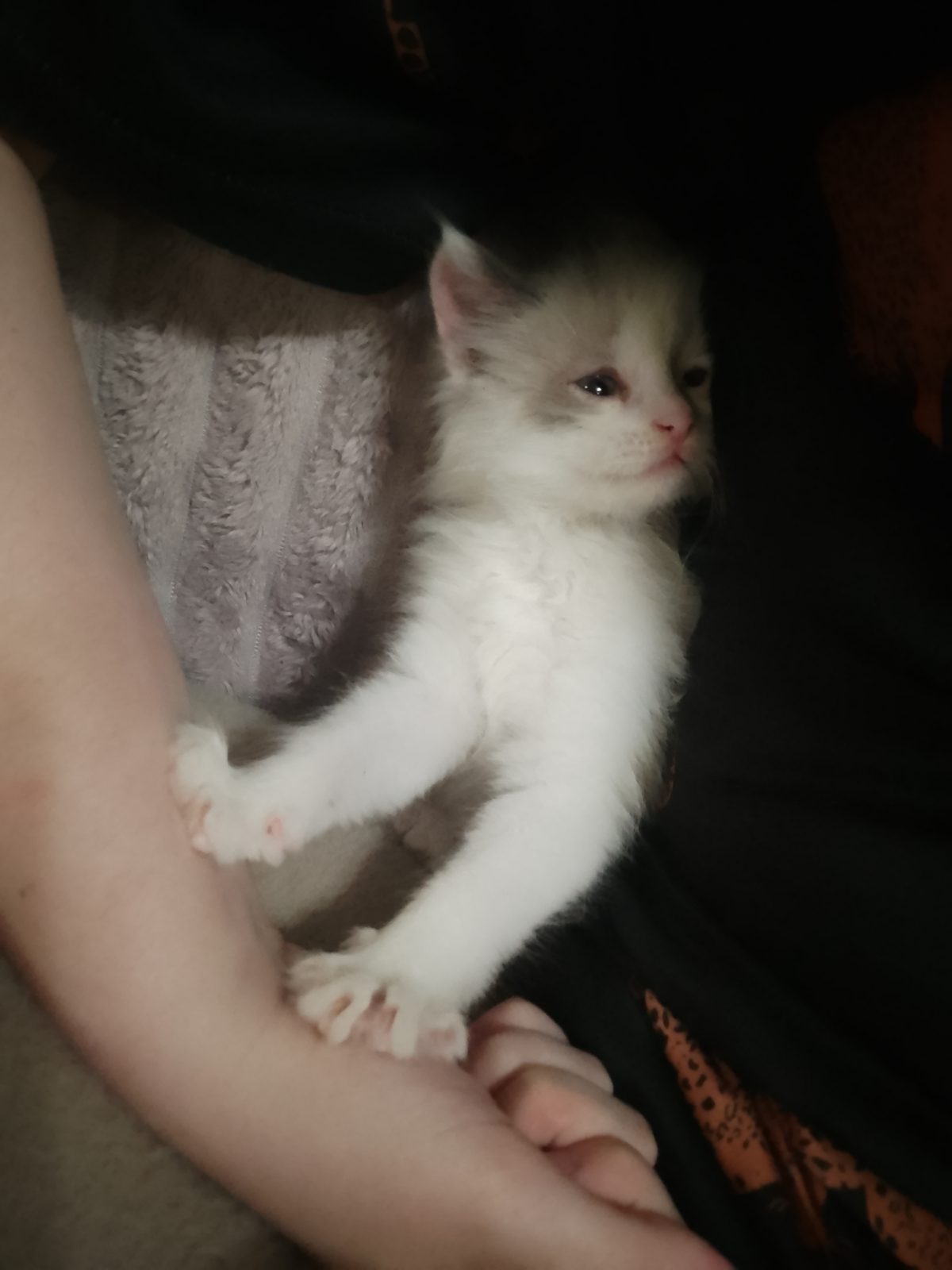 Найдена кошка в Рузаевке — котёнок