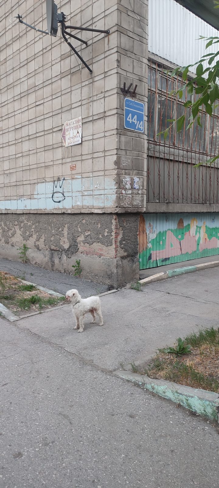 Найдена собака в Новосибирске — фото объявления