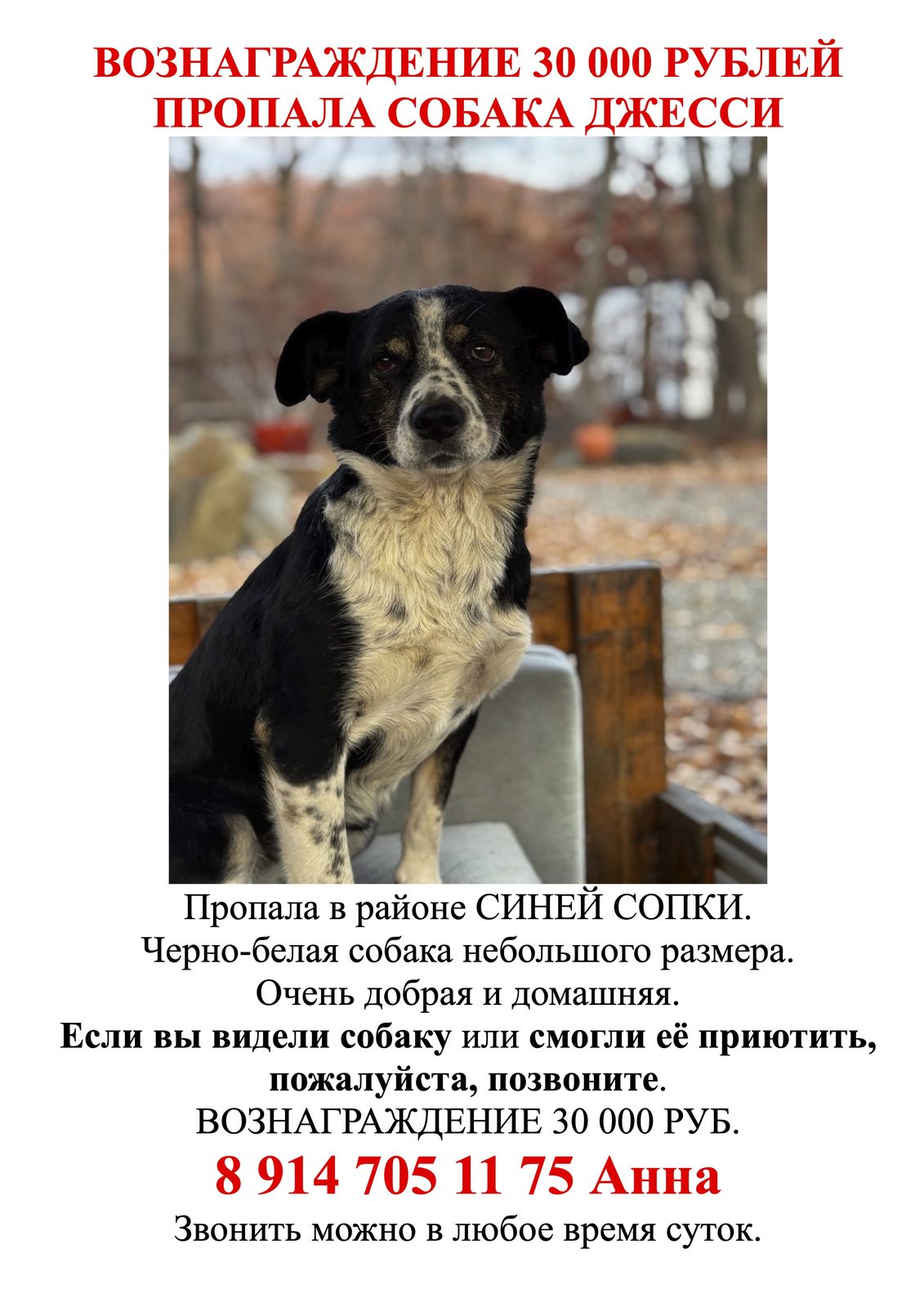 Пропала собака в Артёме — 🚨 ПРОПАЛА СОБАКА ДЖЕССИ. ВОЗНАГРАЖДЕНИЕ 30 000 ₽