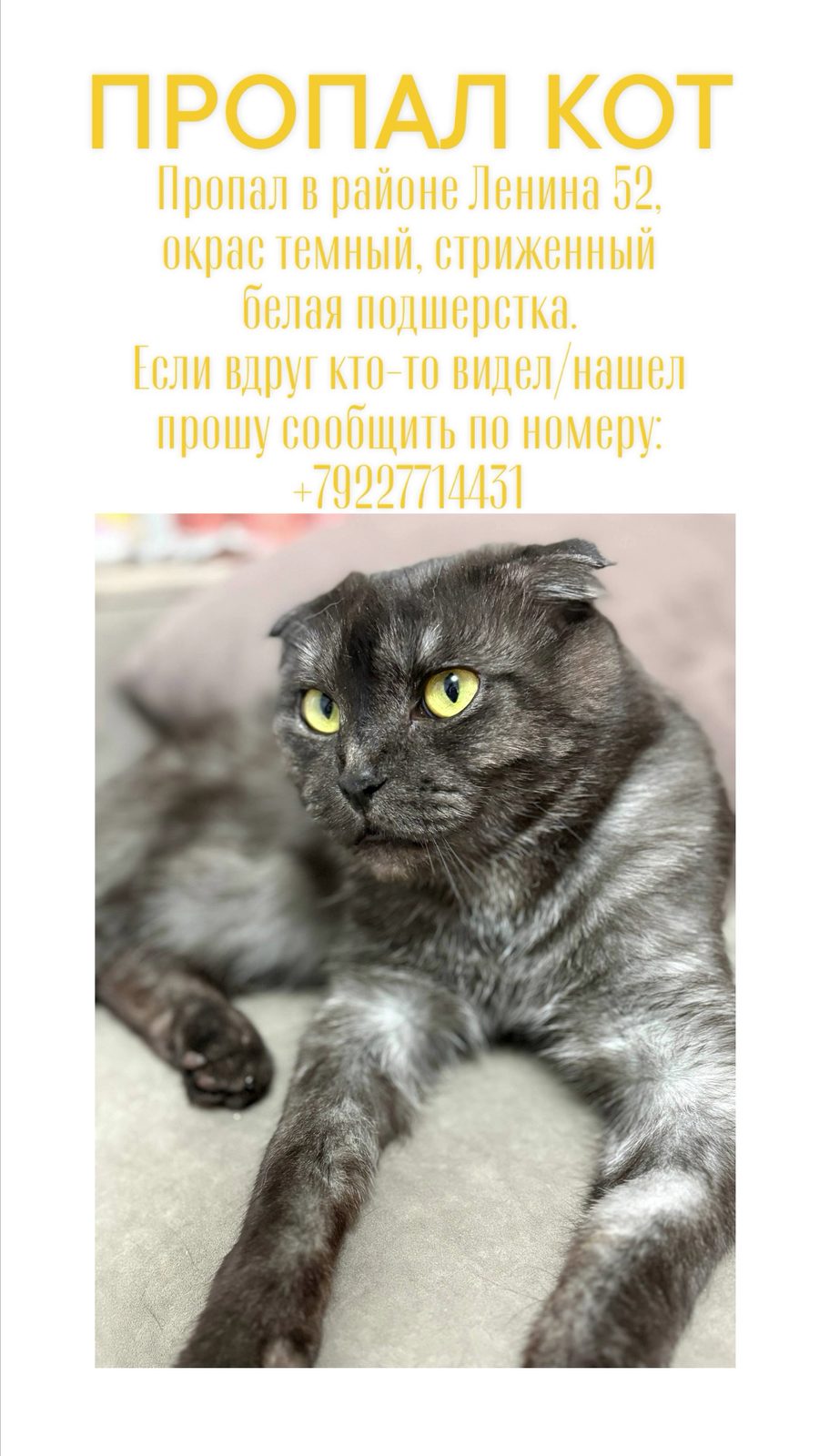Пропавшая кошка в Сургуте Пропала кошка в Сургуте — фото объявления