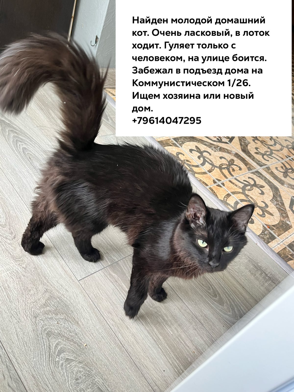 Найдена кошка в Ростове-на-Дону — Ищем хозяина ‼️