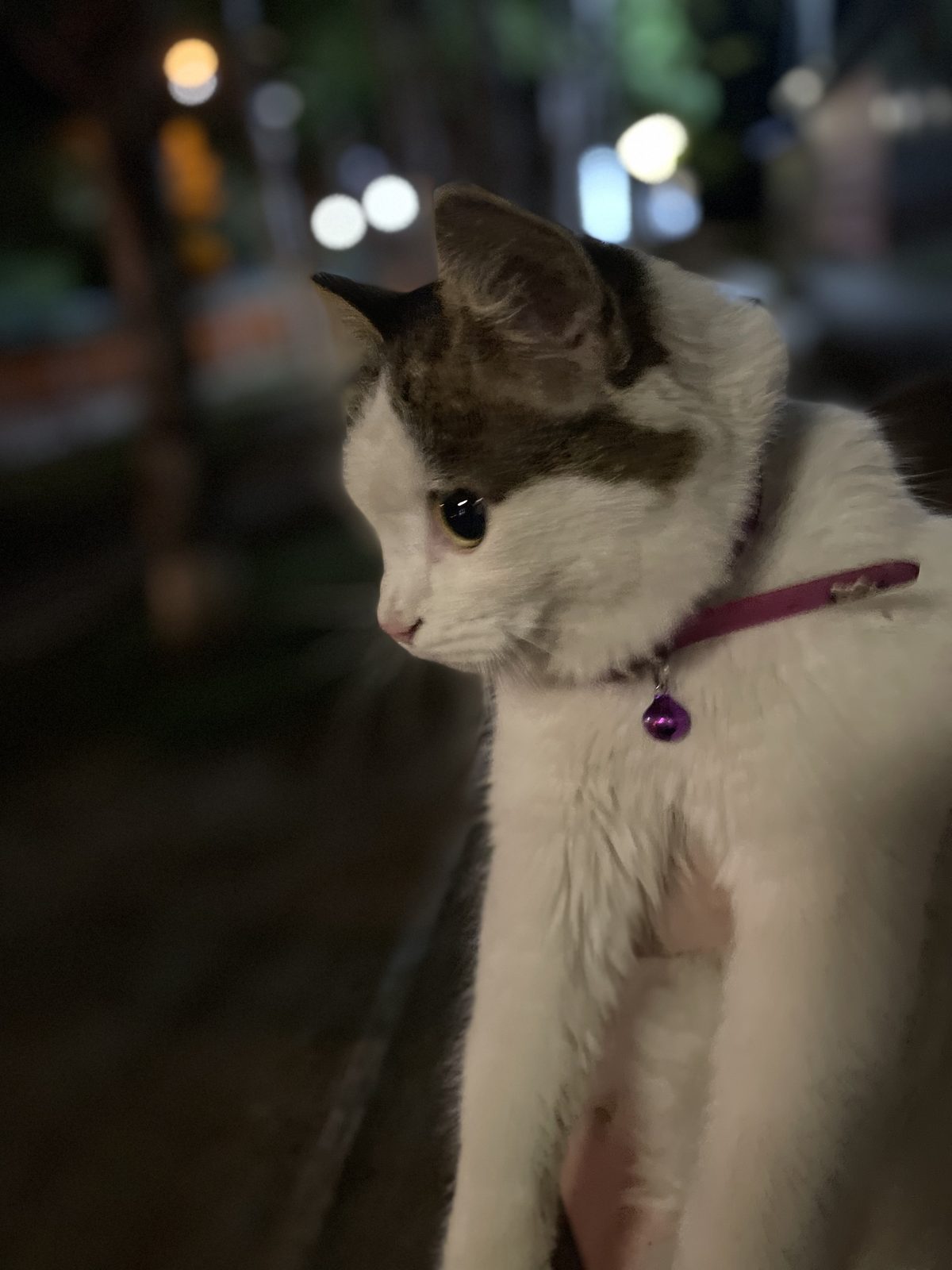 Найдена кошка в Уссурийске — Кошка!