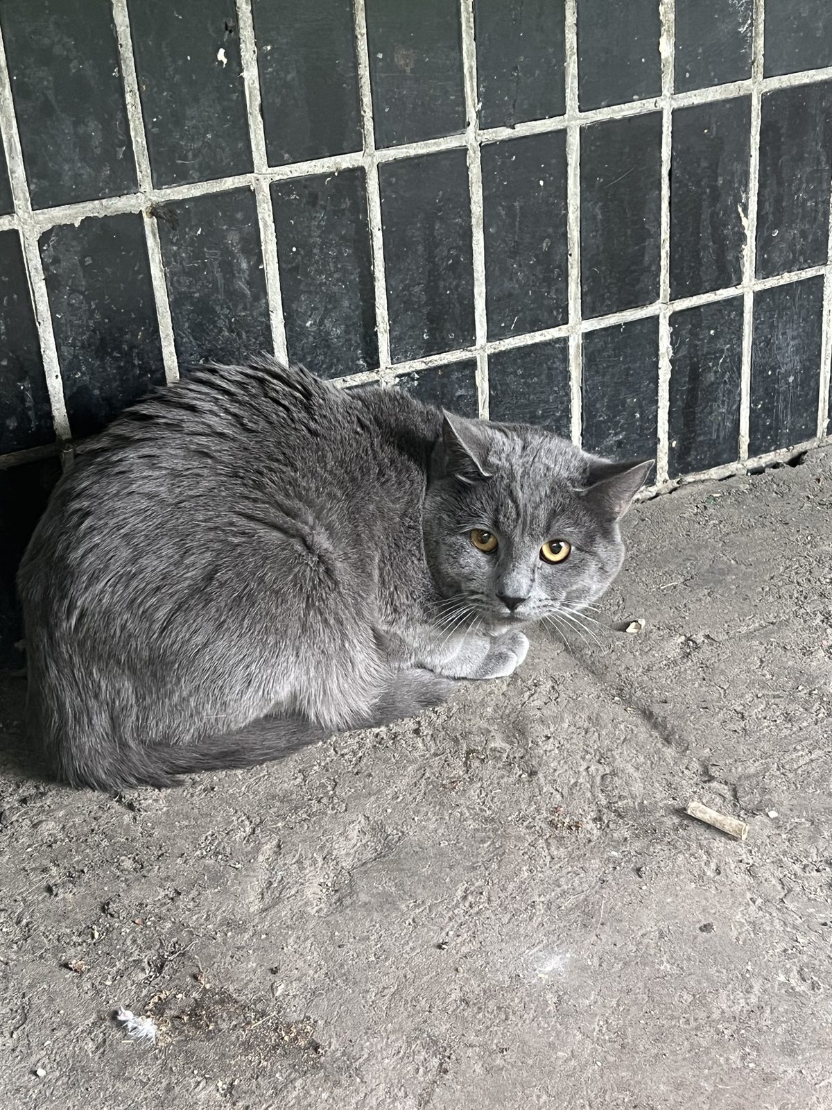 Найдена кошка в Москве — фото объявления