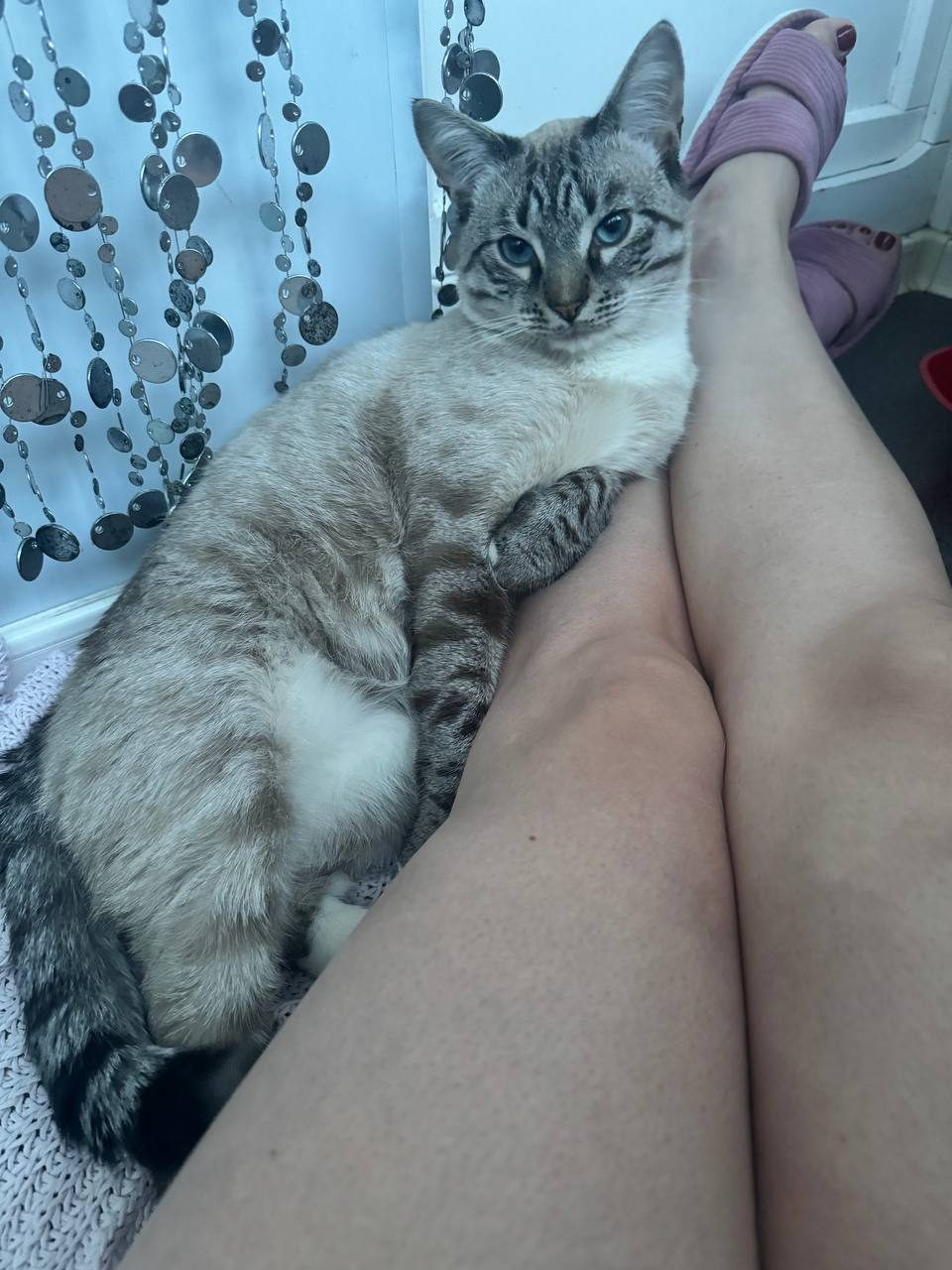 Найдена кошка в Чехове — Тайский Кот