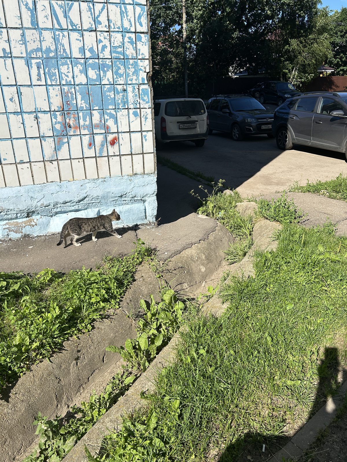 Найдена кошка в Сергиевом Посаде — Потеряшка на Чайковской