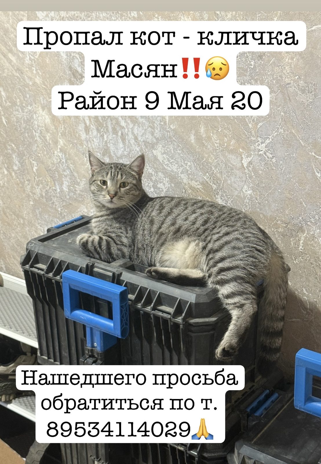 Пропала кошка в Красноярске — фото объявления