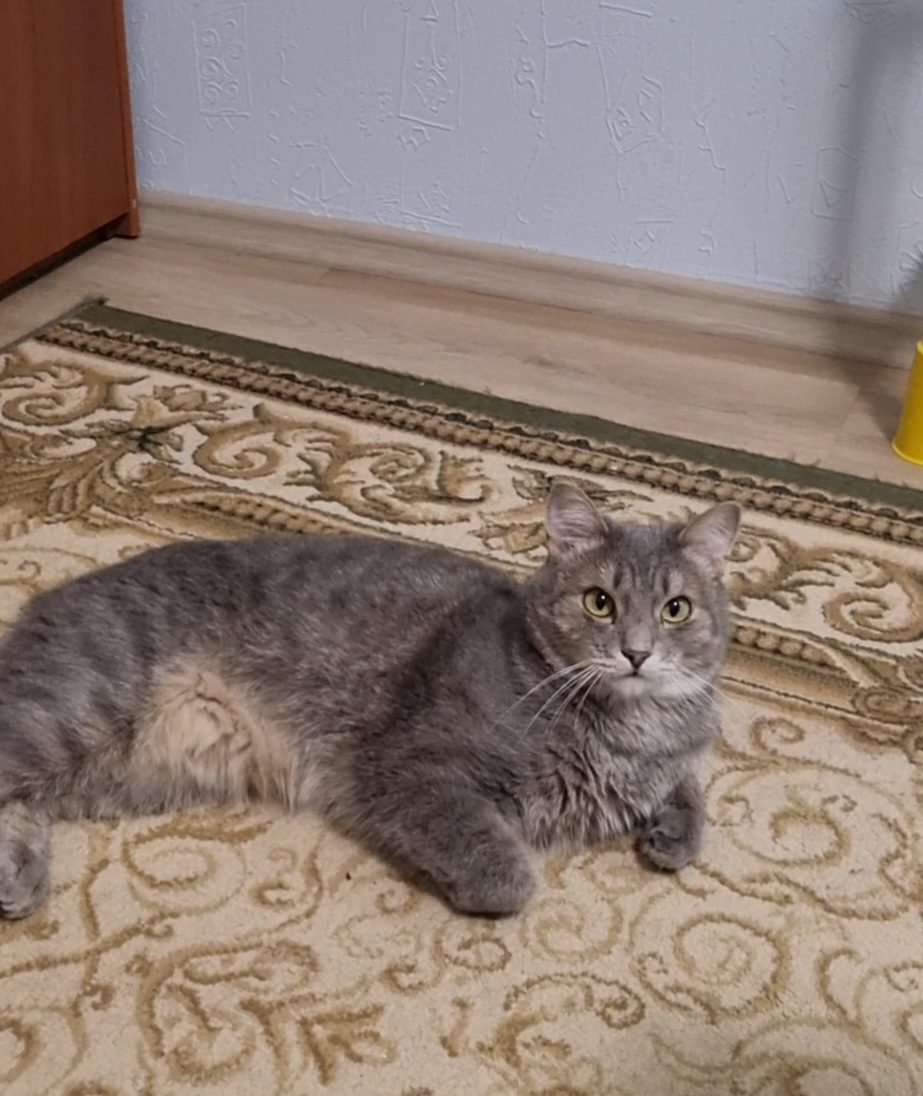 Пропавшая кошка в Сургуте Пропала кошка в Сургуте — фото объявления