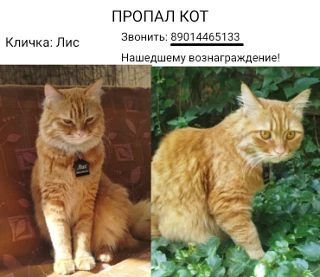 Пропала кошка в Ростове-на-Дону — фото объявления