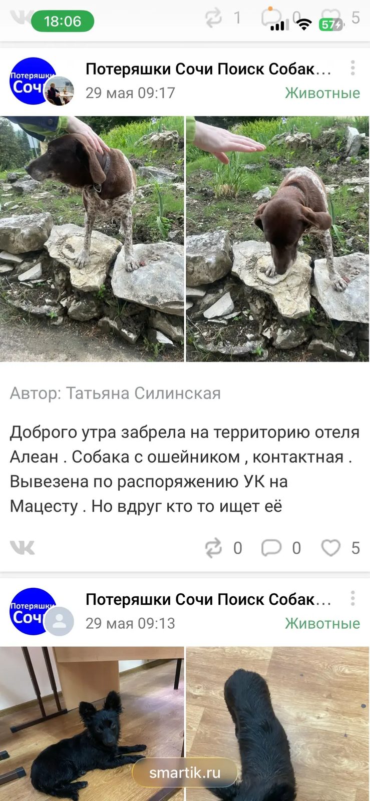 Найдена собака в Сочи — фото объявления