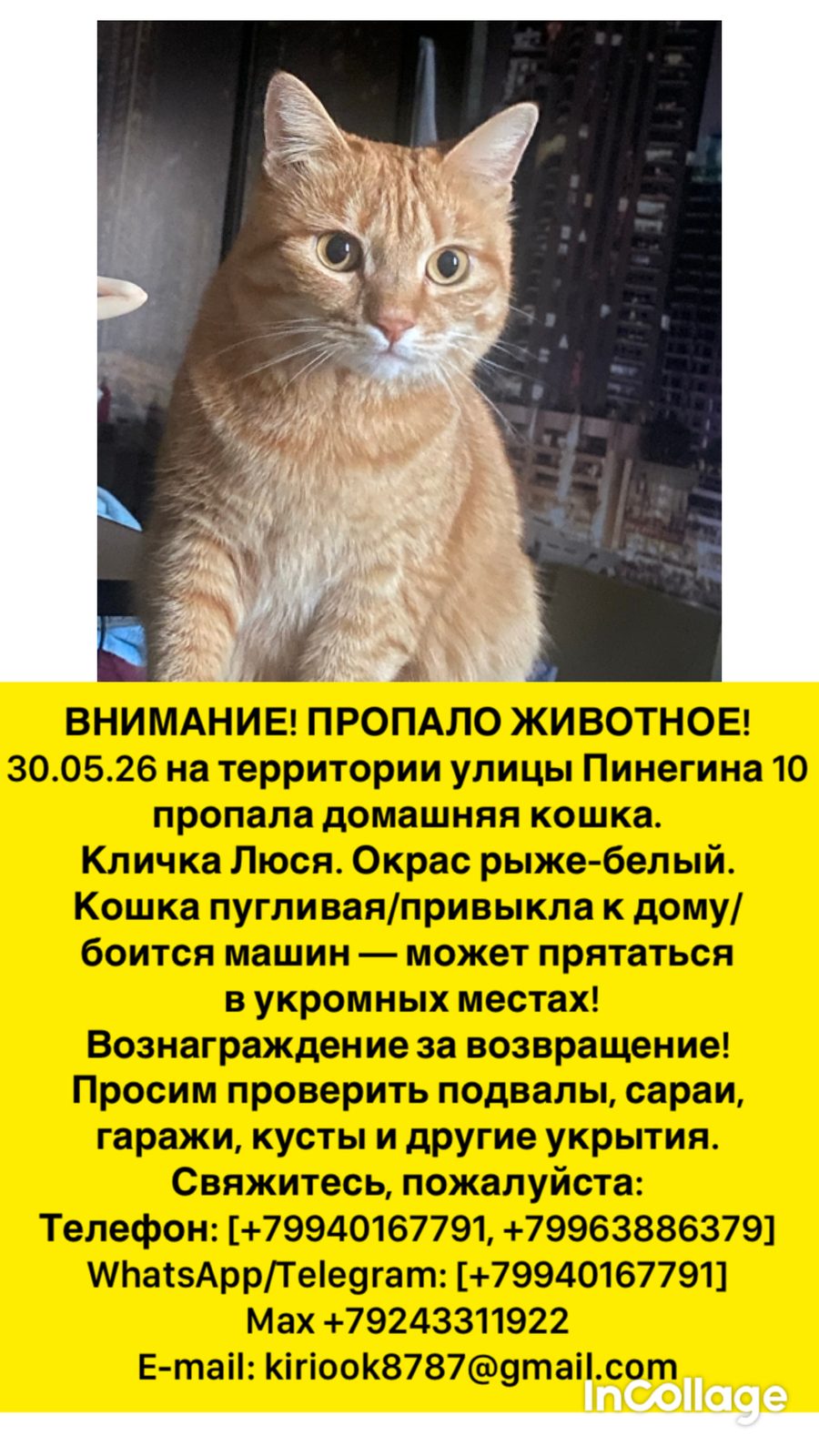 Пропала кошка в Уссурийске — фото объявления