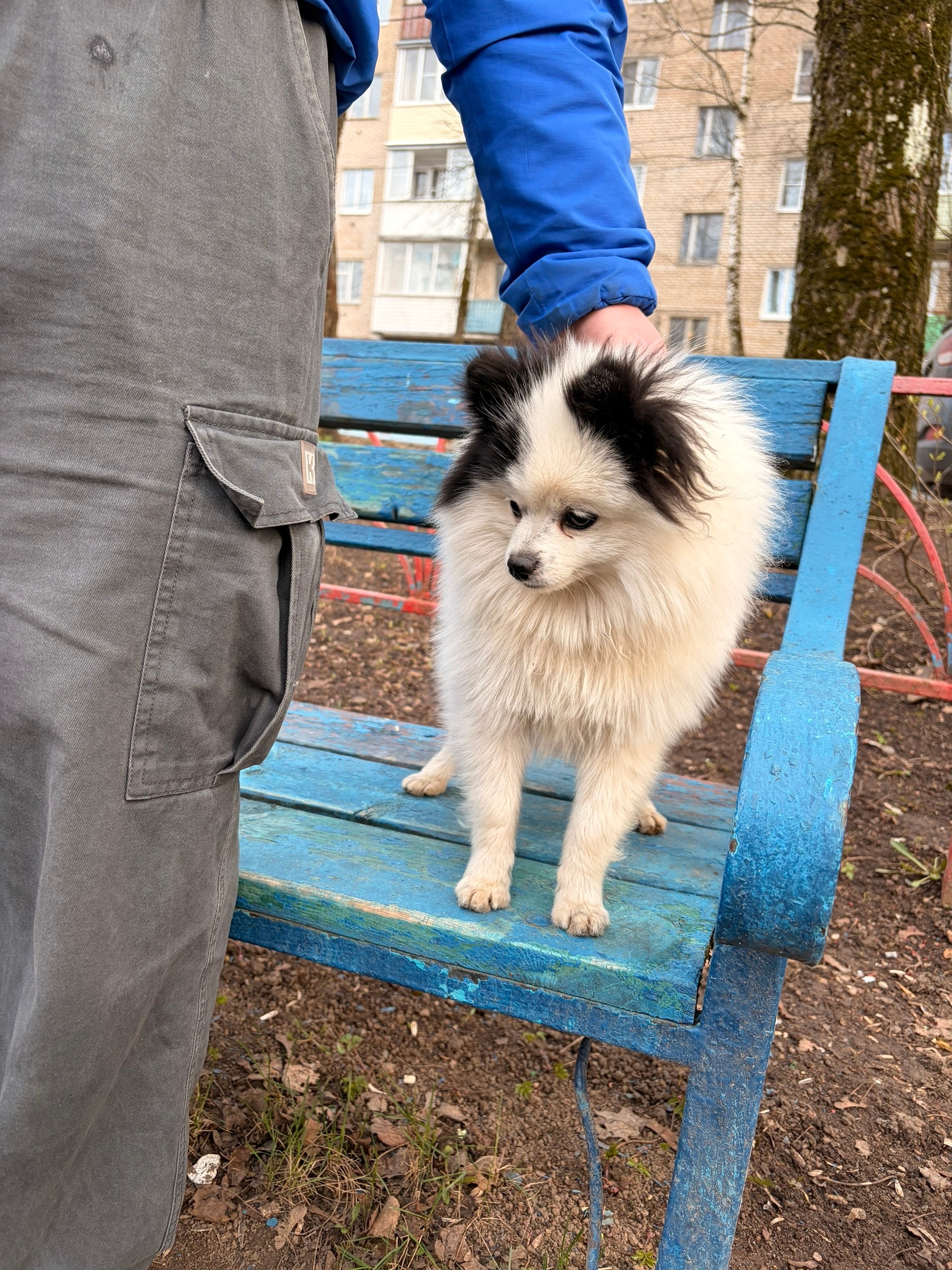 Найдена собака в Сергиев Посад