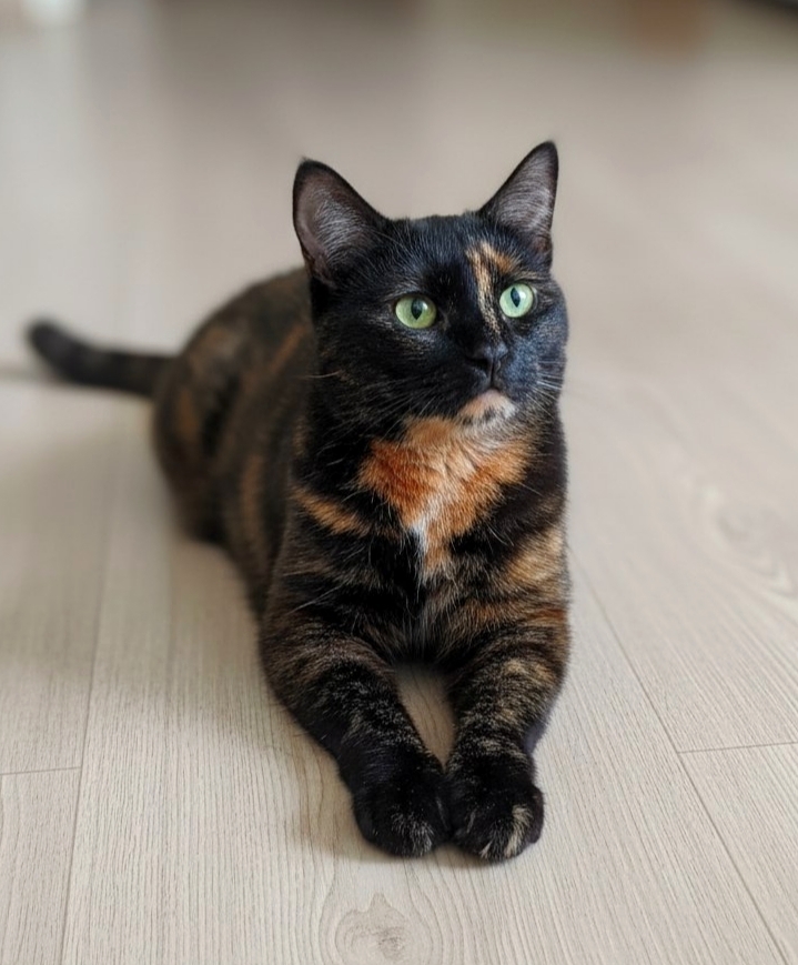 Пропала кошка в Сергиев Посад