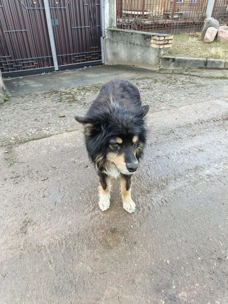 Объявление о питомце в Сергиев Посад