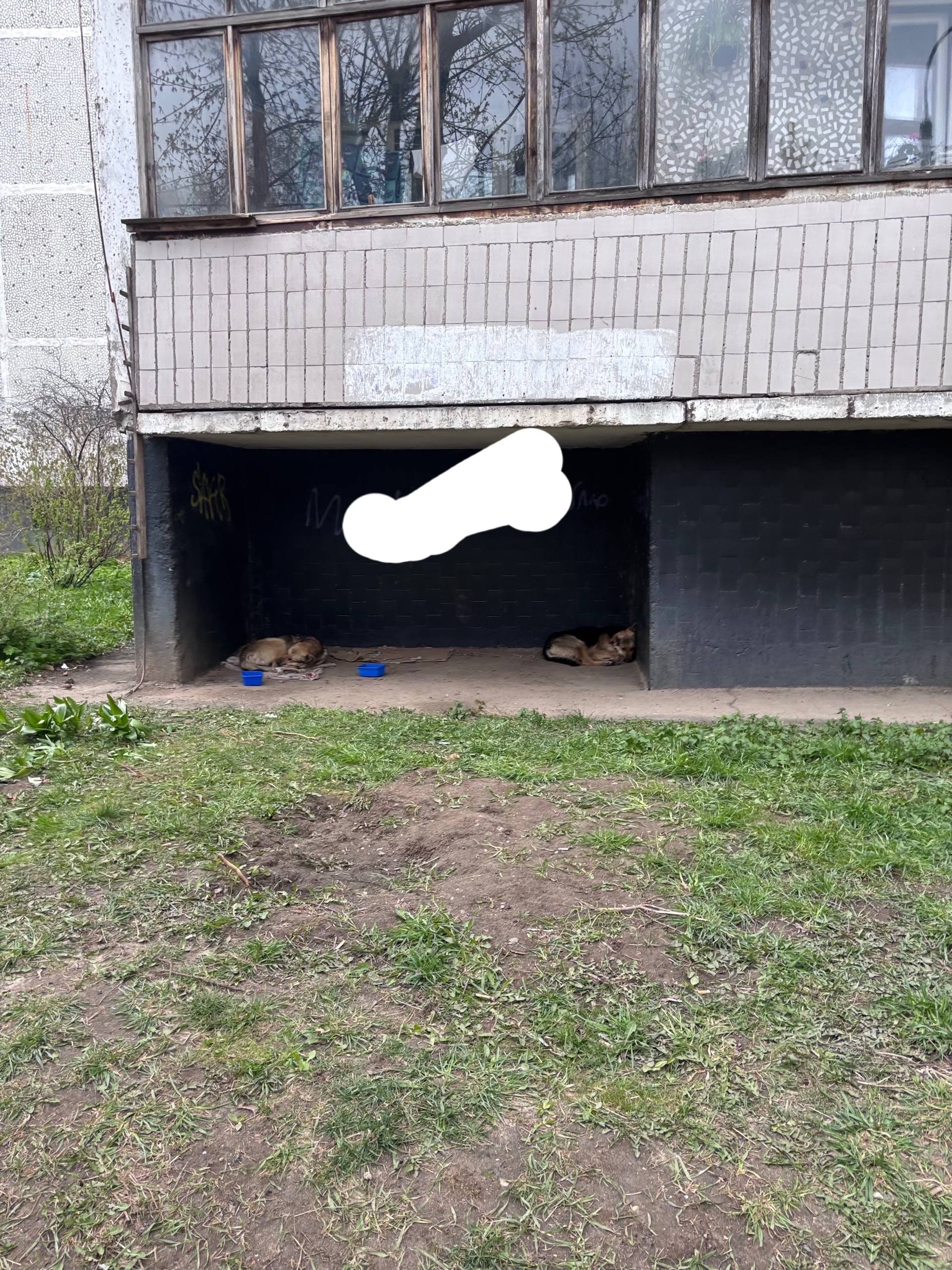 Найдена собака в Фрязине — фото объявления