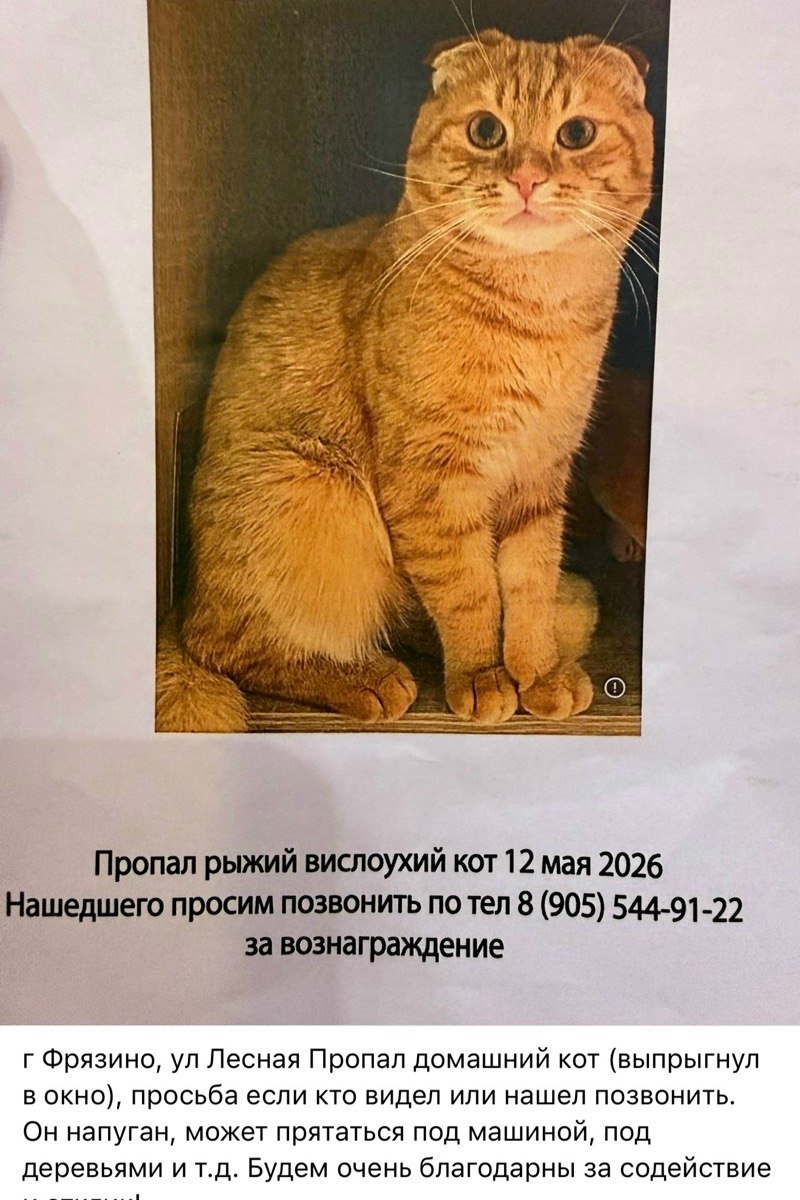 Найдена кошка в Фрязине — фото объявления
