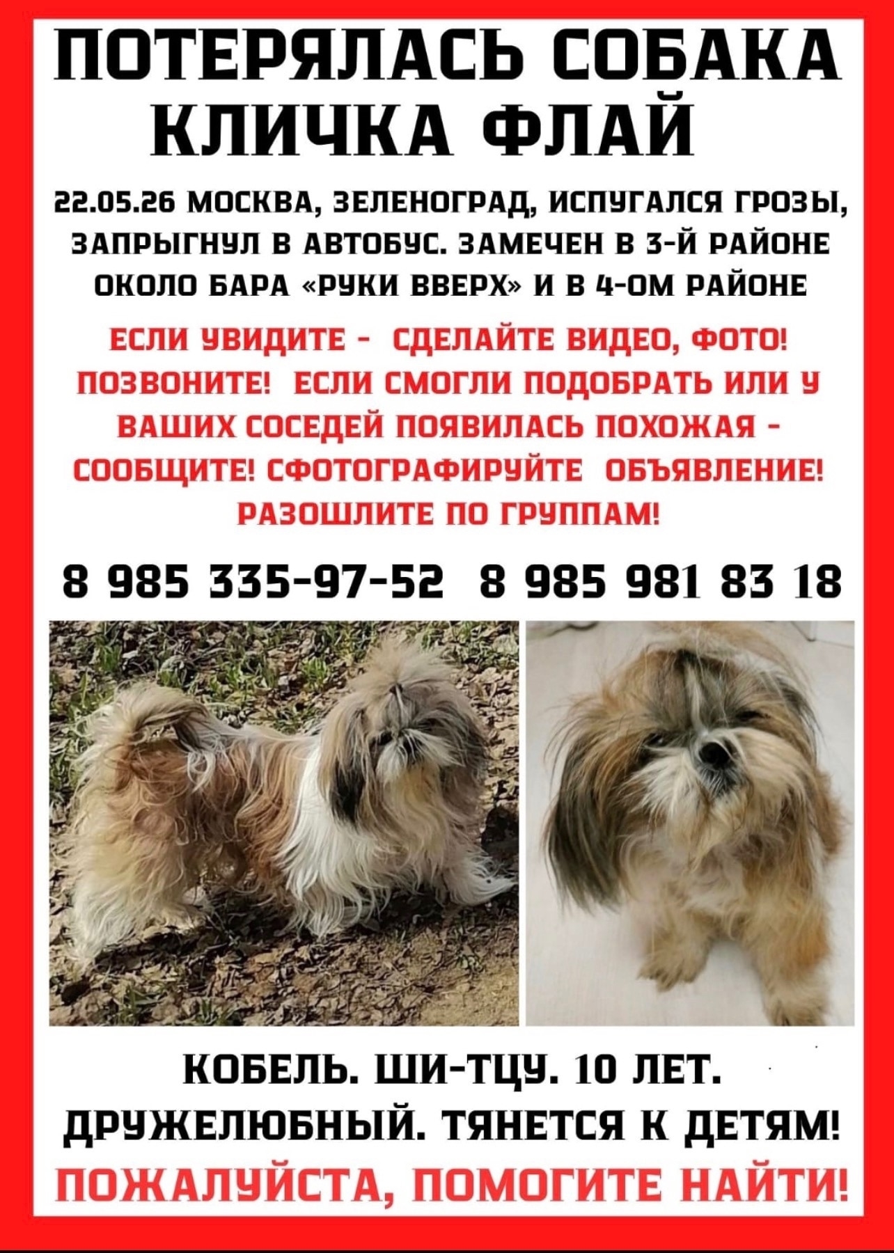 Найдена собака в Зеленограде — фото объявления