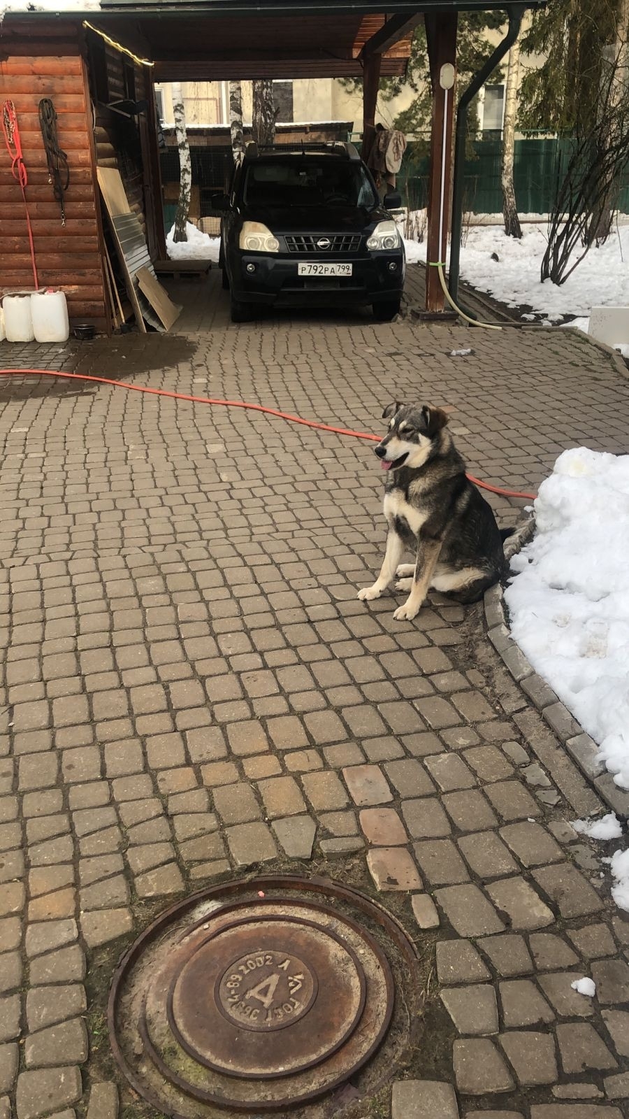 Найдена собака в Мытищах — фото объявления